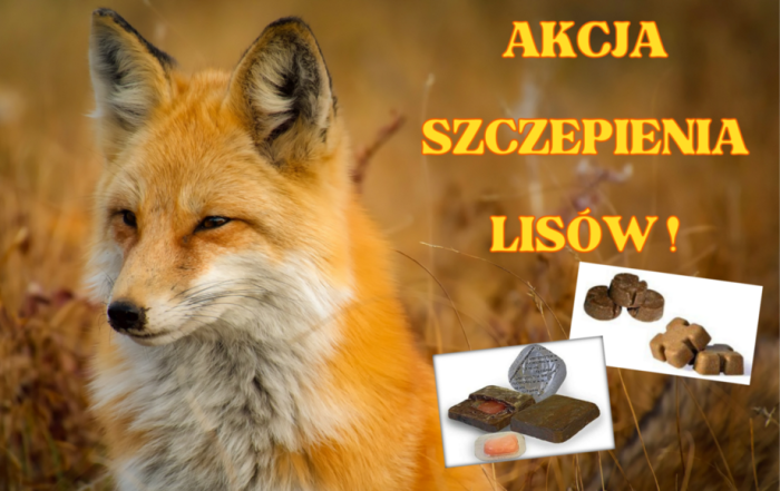 Miniturka artykułu: SZCZEPIENIE LISÓW PRZECIWKO WŚCIEKLIŹNIE